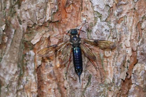 Sirex noctilio